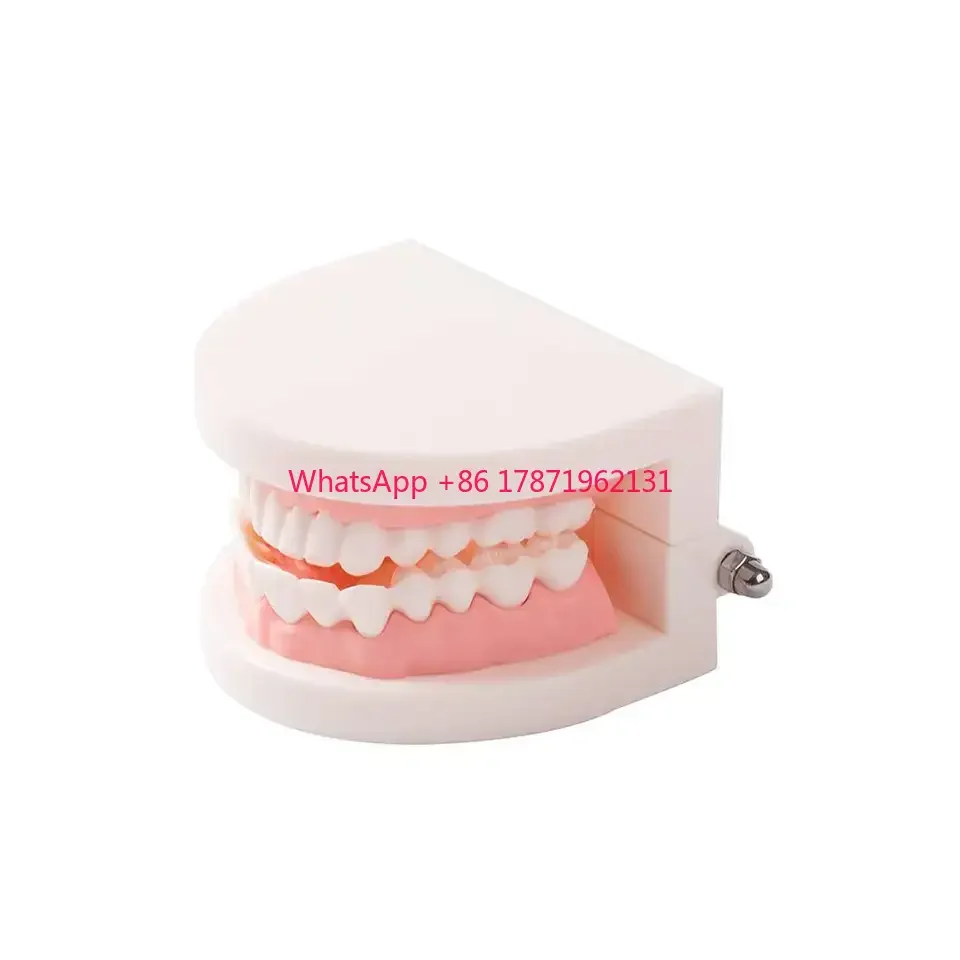 Easyinsmile пластиковая образовательная стоматологическая модель детская модель зубов
Easyinsmile пластиковая образовательная стоматологическая модель детская модель зубов