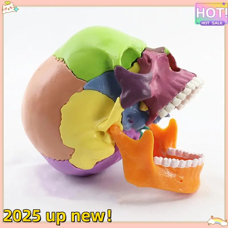 -Skull Human Body Model 1:2 For Student Teaching Study Assembling Model Easy To Use Multicolor
-Skull Human Body Model 1:2 For Student Teaching Study Assembling Model Easy To Use Multicolor