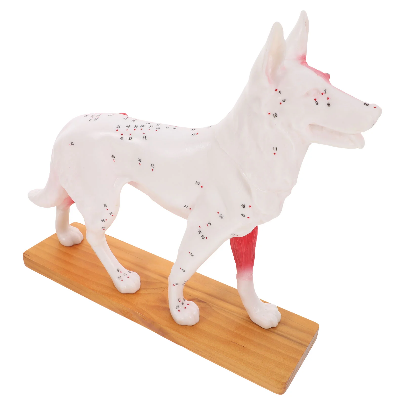 Dog Acupoint Model Acupuncture Professional Canine Body Tool Student Training Tools Pvc School Teaching Office Animal
Dog Acupoint Model Acupuncture Professional Canine Body Tool Student Training Tools Pvc School Teaching Office Animal