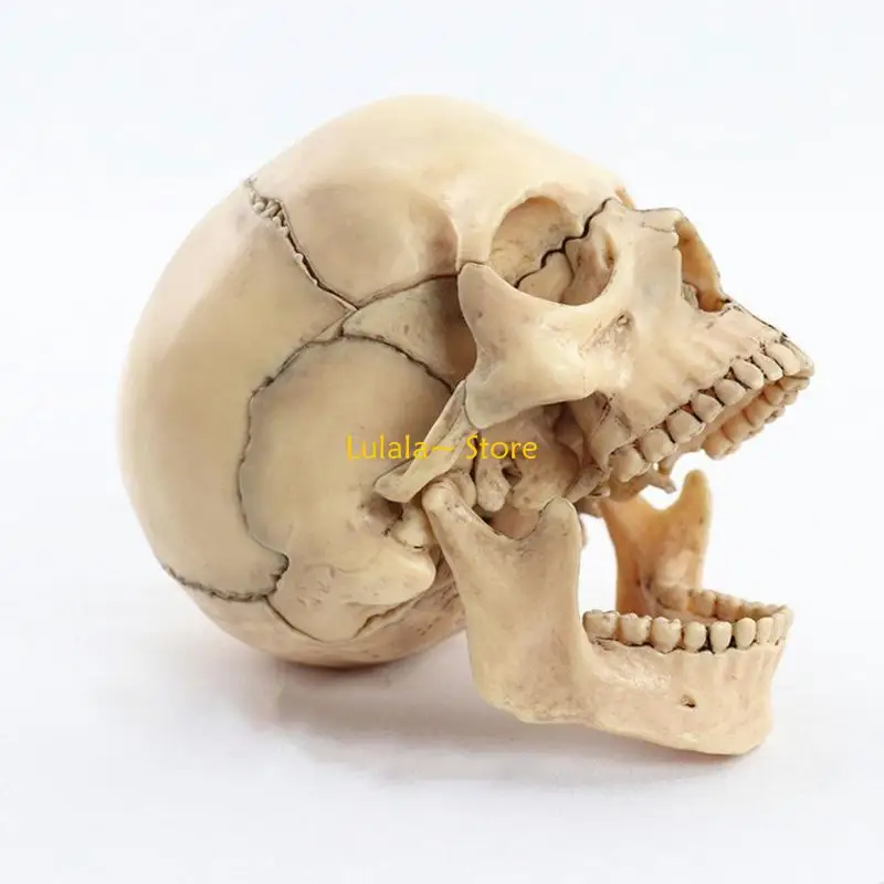 Y4QA Медицинская модель черепа Модель человеческого черепа Анатомия Модель черепа Анатомический череп человека
Y4QA Медицинская модель черепа Модель человеческого черепа Анатомия Модель черепа Анатомический череп человека