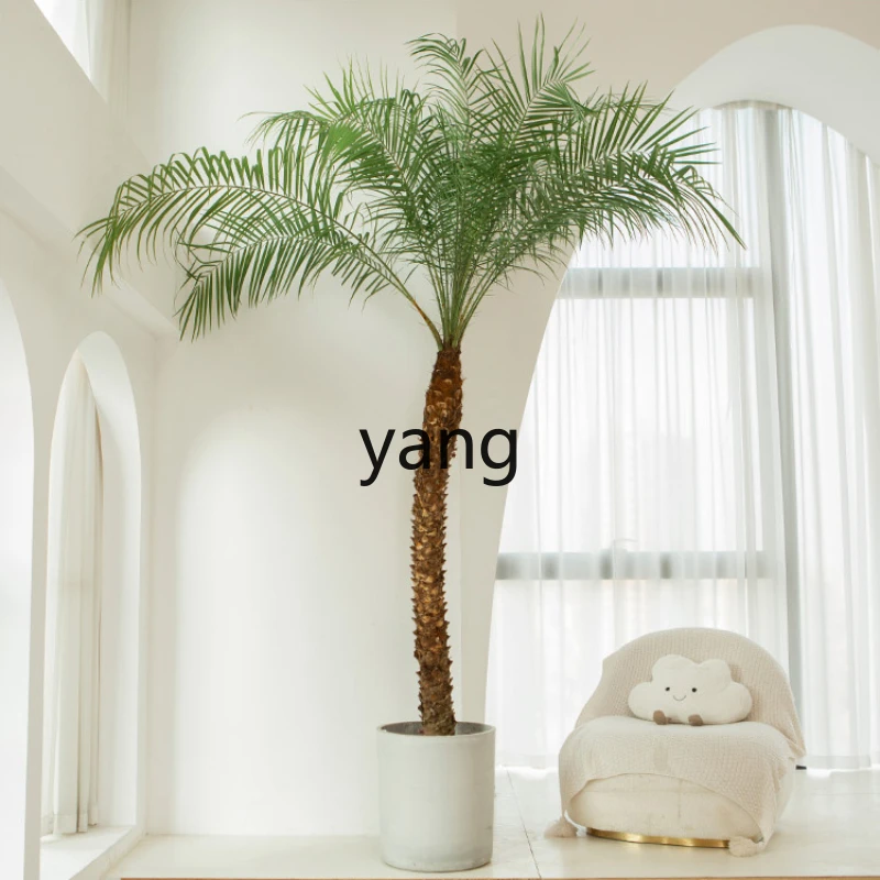 LM Potted Needle Leaf Palm Large Tropical Plant Coconut Tree Indoor Greenery
LM Potted Needle Leaf Palm Large Tropical Plant Coconut Tree Indoor Greenery