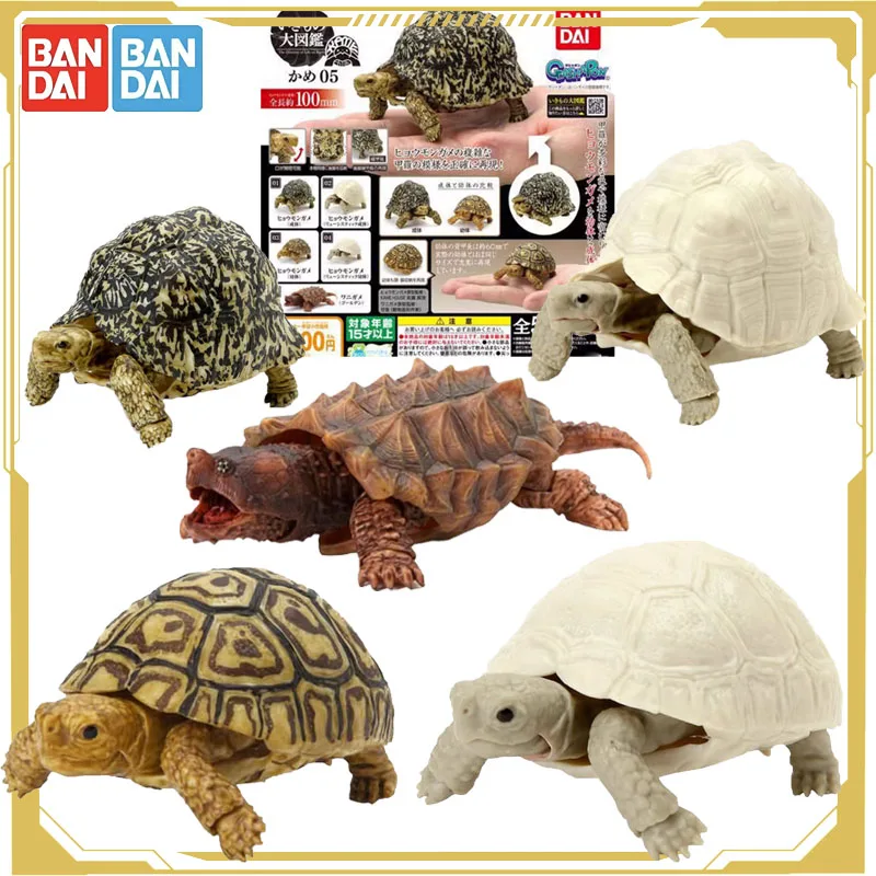 Bandai Original Gashapon Biological Atlas Chelonian 05 Simulate Leopard Tortoise Action Figure Toys for Boys Girls Kids Gift
Bandai Original Gashapon Biological Atlas Chelonian 05 Simulate Leopard Tortoise Action Figure Toys for Boys Girls Kids Gift