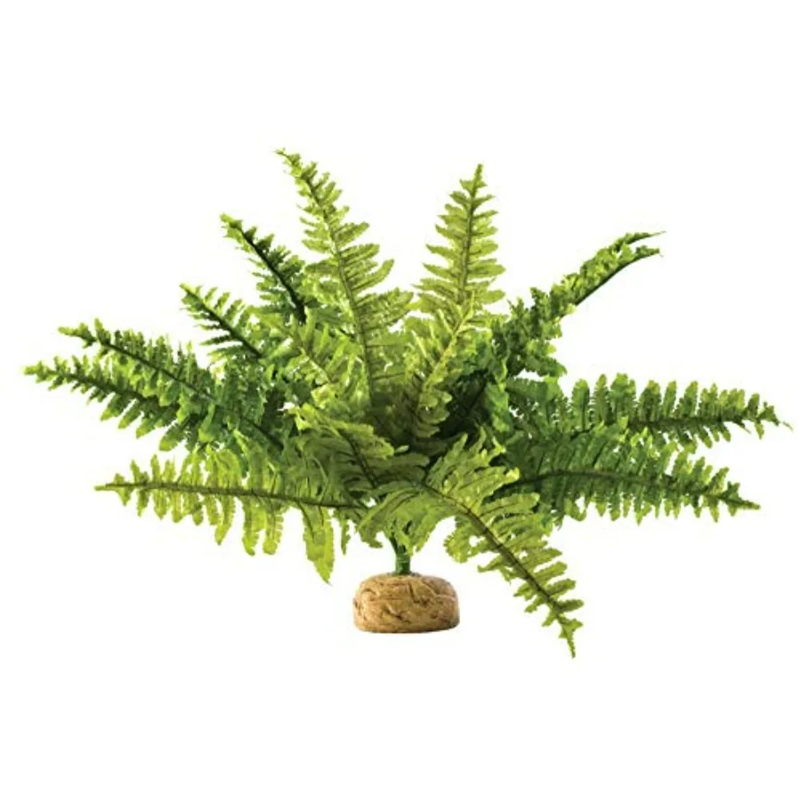 , Reptiles, Amphibians Boston Fern Terrarium Plant, Medium
, Reptiles, Amphibians Boston Fern Terrarium Plant, Medium