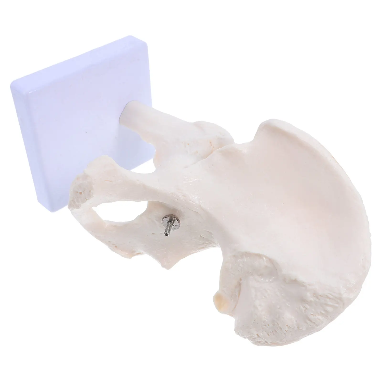 Human Joint Anatomy Educational Tool for School Lab Teaching Study Scientific Demonstration
Human Joint Anatomy Educational Tool for School Lab Teaching Study Scientific Demonstration