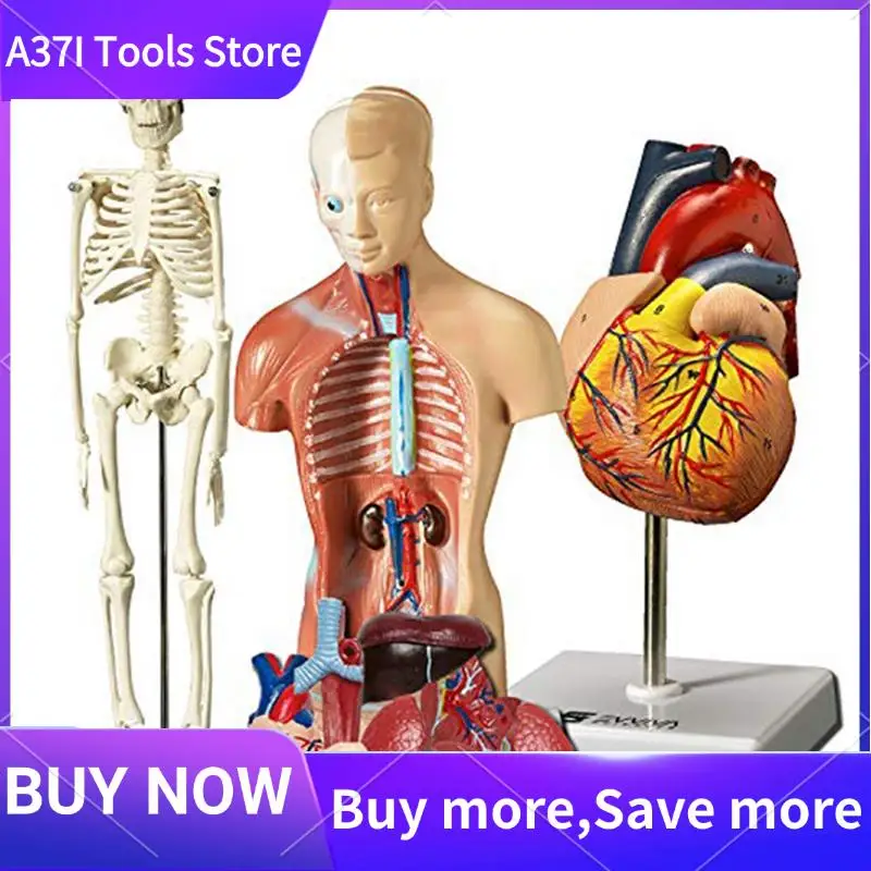 Human Heart, Torso And Skeleton Model For Anatomy And Physiology Students Hands-On 3D Model Learning Tool As Shown PVC 3 PCS
Human Heart, Torso And Skeleton Model For Anatomy And Physiology Students Hands-On 3D Model Learning Tool As Shown PVC 3 PCS