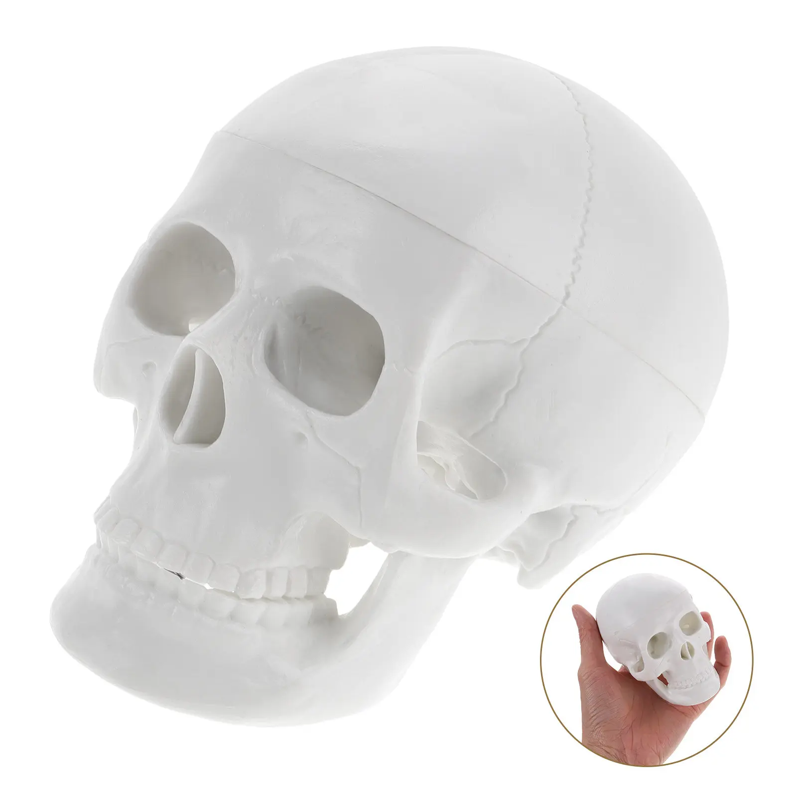 Mini Human Skull Teaching Anatomy Skull Display Halloween Decor Drawing Practice Anatomy Halloween Party Decor
Mini Human Skull Teaching Anatomy Skull Display Halloween Decor Drawing Practice Anatomy Halloween Party Decor