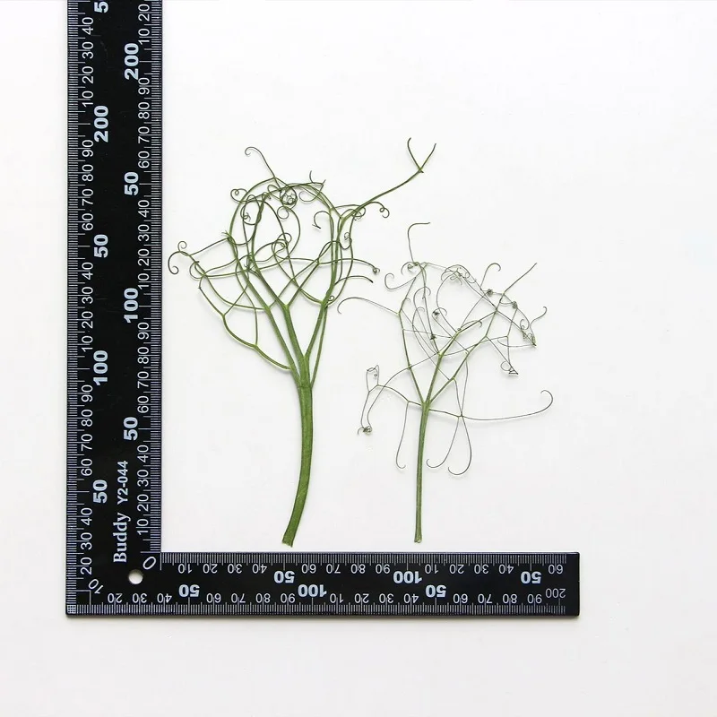 60pcs Pressed Dried Pea Stem Flower Herbarium For Resin Epoxy Jewelry Card Bookmark Frame Phone Case Makeup Lamp Craft DIY
60pcs Pressed Dried Pea Stem Flower Herbarium For Resin Epoxy Jewelry Card Bookmark Frame Phone Case Makeup Lamp Craft DIY