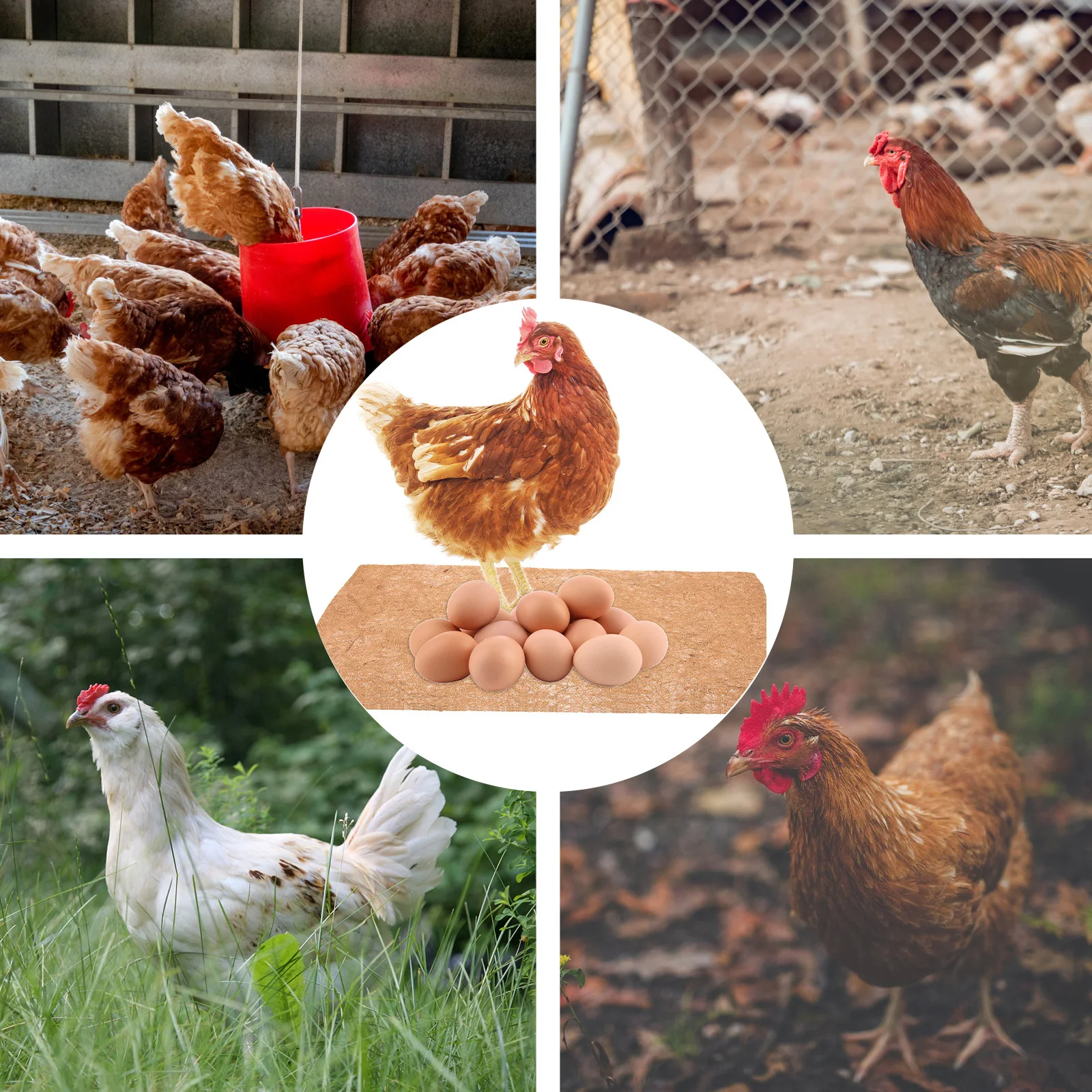 5pcs Chicken Nesting Box Mat Natural Jute Fiber Easy Clean Drainage Nesting Pad For Hen Egg Collection Coop Accessories
5pcs Chicken Nesting Box Mat Natural Jute Fiber Easy Clean Drainage Nesting Pad For Hen Egg Collection Coop Accessories