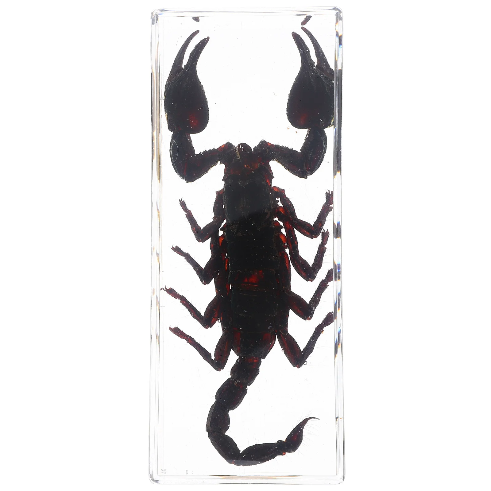 Scorpion Resin Insect Specimens Preserved Scientific Education Bug Collection Science Classroom Office Paperweight 
Scorpion Resin Insect Specimens Preserved Scientific Education Bug Collection Science Classroom Office Paperweight