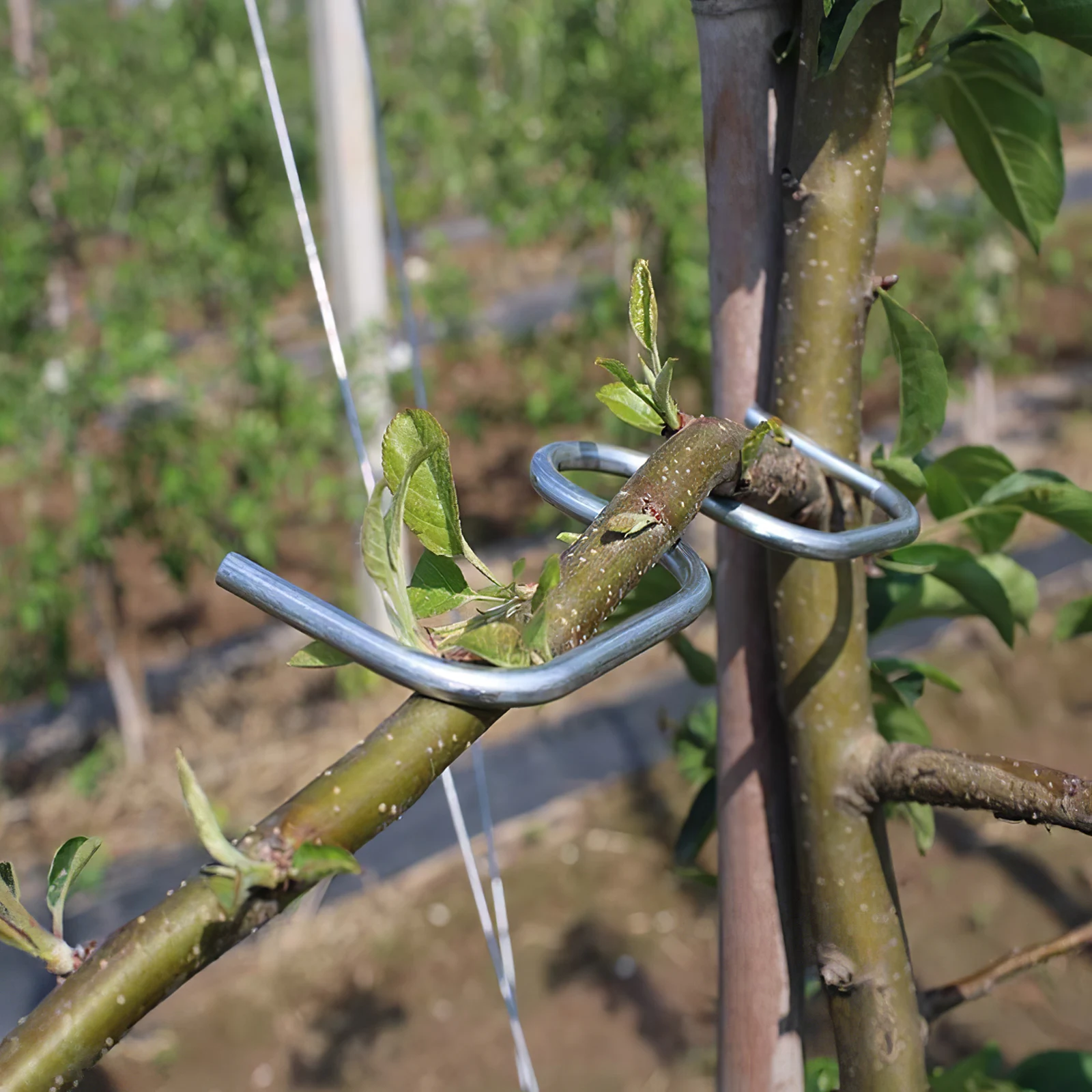 Garden Bonsai Moderator Galvanized Wire Branch Trainer Outdoor Tree Support Fixing Clip for Fruit Plants Potted Flowers Training
Garden Bonsai Moderator Galvanized Wire Branch Trainer Outdoor Tree Support Fixing Clip for Fruit Plants Potted Flowers Training