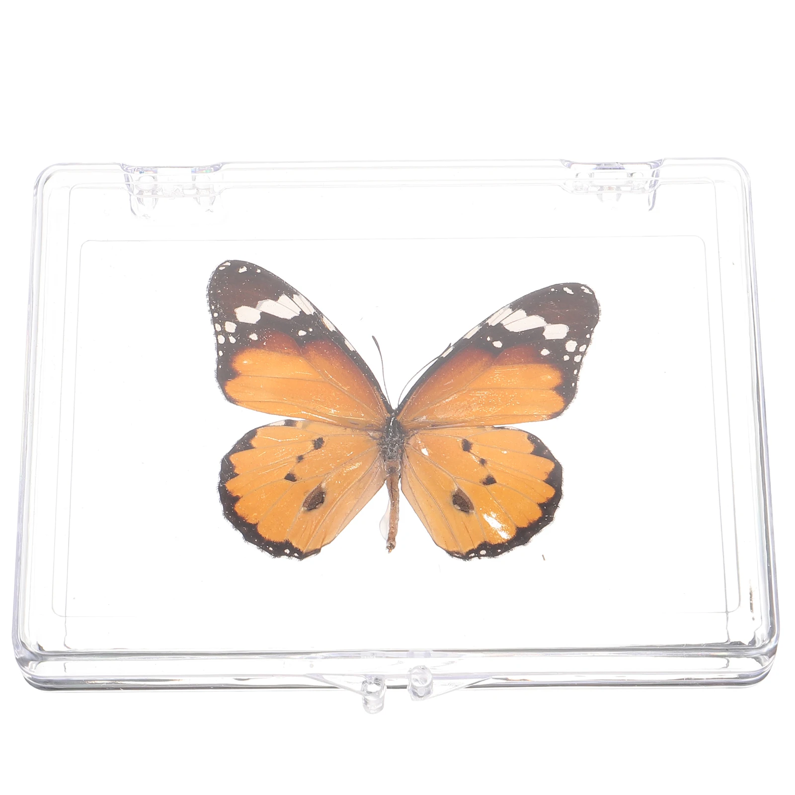 Exquisite Butterfly Display Educational Insect Specimen Home Ornament Teaching Prop For Students Collectibles Gifts
Exquisite Butterfly Display Educational Insect Specimen Home Ornament Teaching Prop For Students Collectibles Gifts