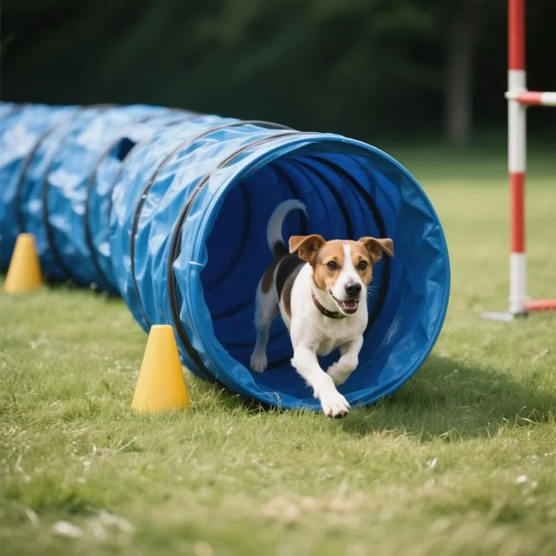 600mm Dia 5M Dog Agility Training Tunnel Large Dog Tunnels Activity Agility Tunnel for Dogs
600mm Dia 5M Dog Agility Training Tunnel Large Dog Tunnels Activity Agility Tunnel for Dogs
