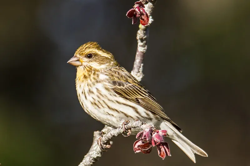 Двухдиапазонный модуль BAYCK Nano ELRS TX — 915 МГц/2,4 ГГц, 1 Вт RF, двойная/одинарная антенна, встроенный охлаждающий вентилятор (для RC FPV Drone)
Двухдиапазонный модуль BAYCK Nano ELRS TX — 915 МГц/2,4 ГГц, 1 Вт RF, двойная/одинарная антенна, встроенный охлаждающий вентилятор (для RC FPV Drone)