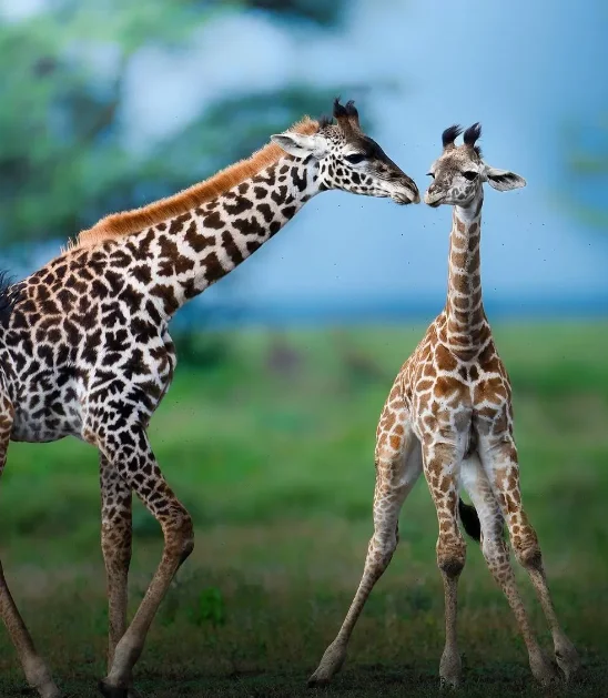 LDRC 1/14 LD1297 RC Remote Controlled Car With Lighting Variable Speed Car Four Wheel Drive Drift Racing Model Toy Boy Gift
LDRC 1/14 LD1297 RC Remote Controlled Car With Lighting Variable Speed Car Four Wheel Drive Drift Racing Model Toy Boy Gift