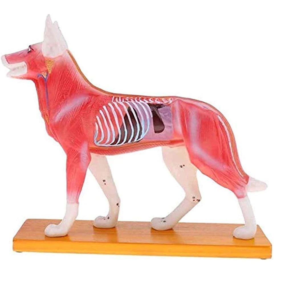 Practical-Anatomical Dog Model Acupuncture Anatomy Acupuncture Point Model Of The Dog Body With 72 Acupuncture Points Study Mode
Practical-Anatomical Dog Model Acupuncture Anatomy Acupuncture Point Model Of The Dog Body With 72 Acupuncture Points Study Mode