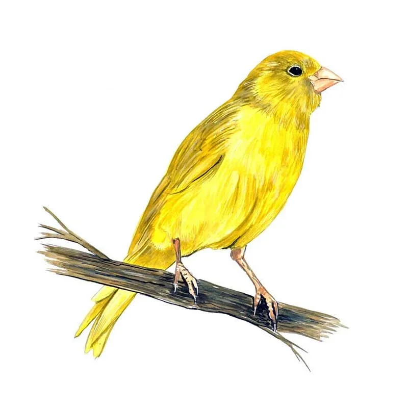 20cmx20cmPopular Yellow Canary Finch Bird Watching Home Office Room Camp Decor Decal Wall Art Car Sticker Graphic
20cmx20cmPopular Yellow Canary Finch Bird Watching Home Office Room Camp Decor Decal Wall Art Car Sticker Graphic
