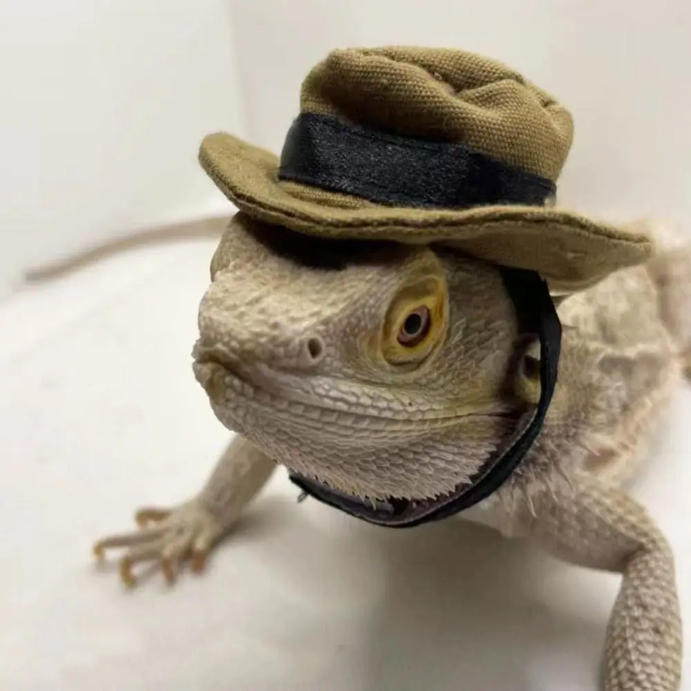 Fashion Decorative Bearded Dragon Hat Removable Adjustable Reptile Cowboy Hat Lizard Bib Lizard Hat for Lizard Gecko
Fashion Decorative Bearded Dragon Hat Removable Adjustable Reptile Cowboy Hat Lizard Bib Lizard Hat for Lizard Gecko