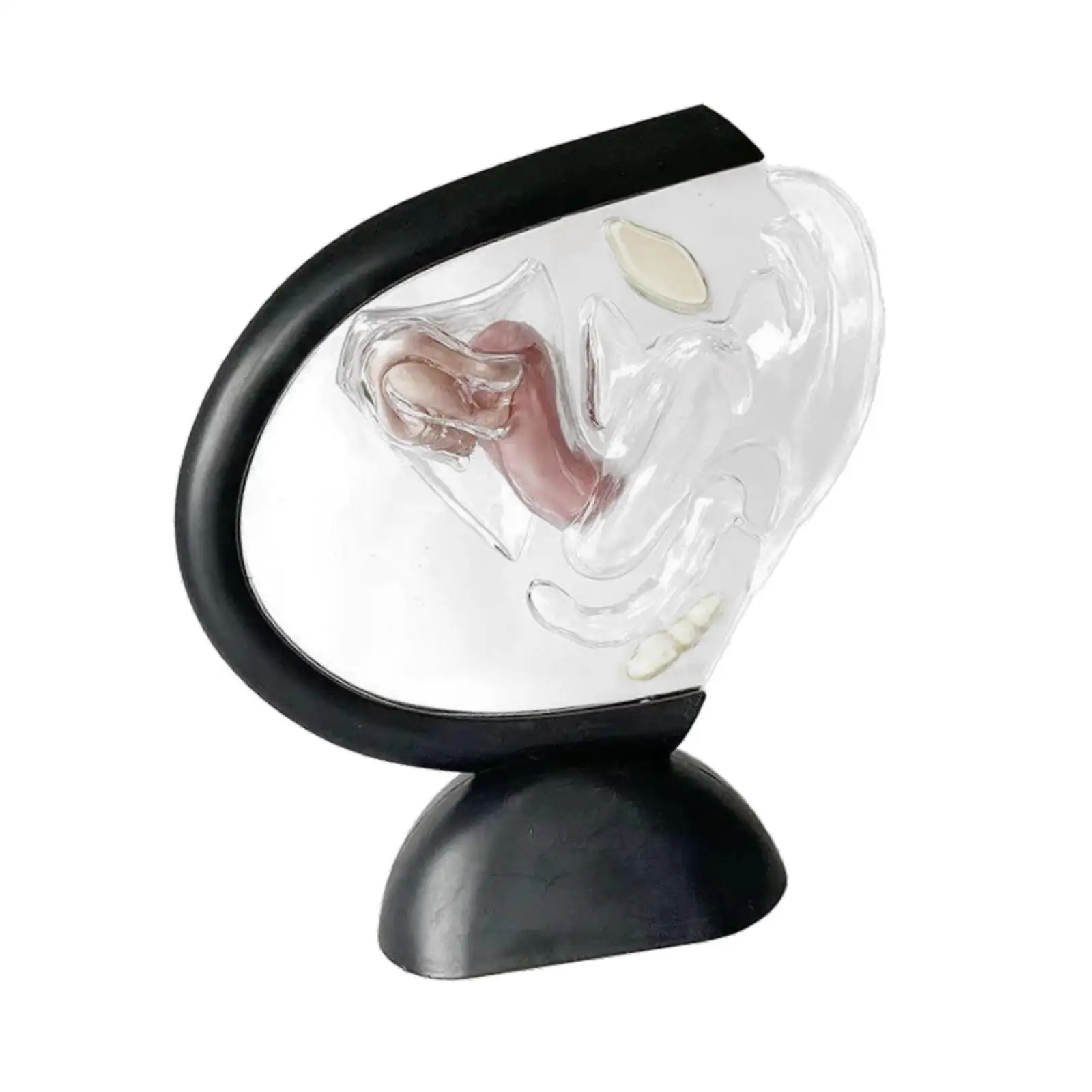 Female Uterus Model for Teaching Classroom Demonstration Tool Biology Versatile Transparent Female Reproductive Organ Model
Female Uterus Model for Teaching Classroom Demonstration Tool Biology Versatile Transparent Female Reproductive Organ Model