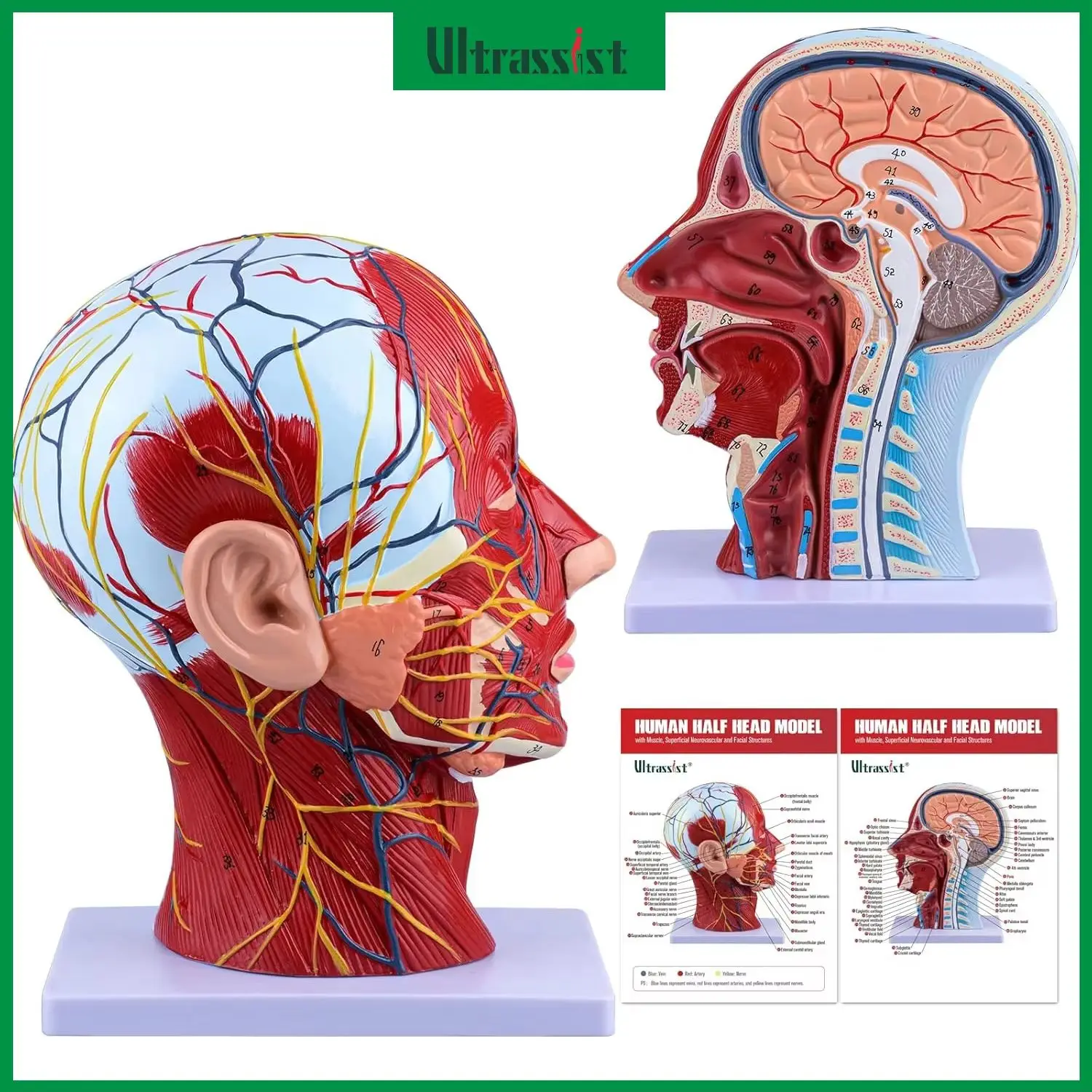 Ultrassist Human Anatomy Half Head Model Superficial Neurovascular Musculature Nasal Cavity Throat Brain Anatomy for Medic Educa
Ultrassist Human Anatomy Half Head Model Superficial Neurovascular Musculature Nasal Cavity Throat Brain Anatomy for Medic Educa