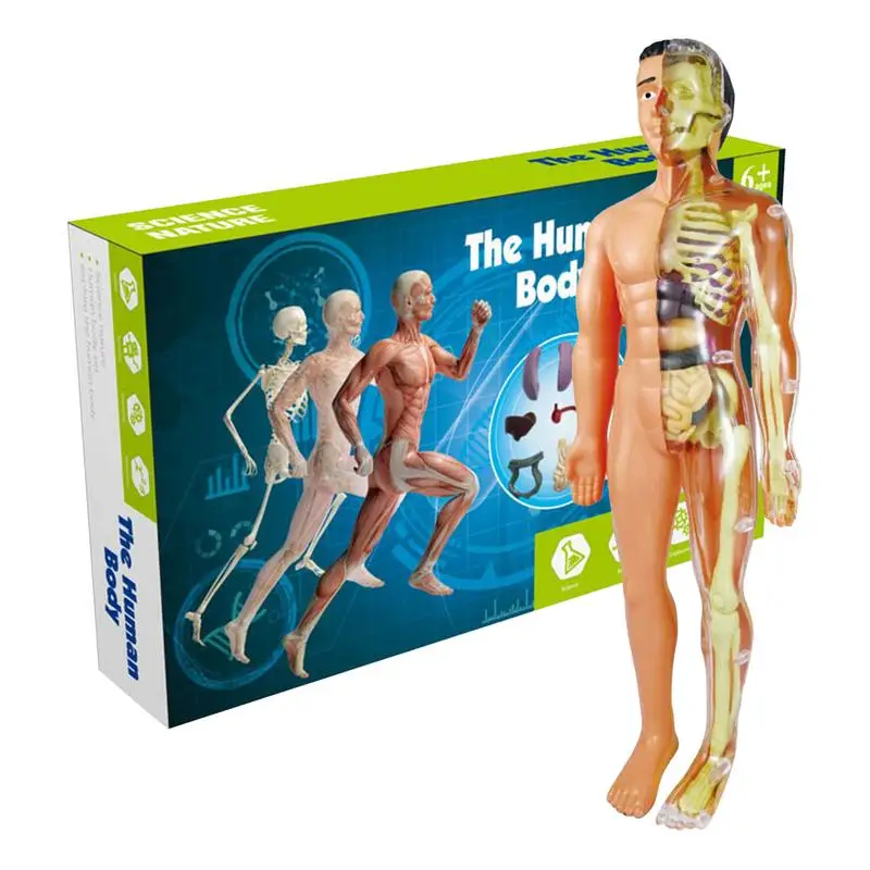 Simulation Of Human Skeleton Model Human Body Anatomy Model Educational Teaching Props For Students DIY Educational Toys
Simulation Of Human Skeleton Model Human Body Anatomy Model Educational Teaching Props For Students DIY Educational Toys