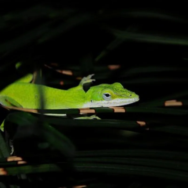 Шины и колеса RC Short Course Truck 17 мм Hex для 1:7 1:8 RC Truck Car HSP TRXS UDR FS FSR Atom ARRMA Mojave DB8 YK4072 DF7
Шины и колеса RC Short Course Truck 17 мм Hex для 1:7 1:8 RC Truck Car HSP TRXS UDR FS FSR Atom ARRMA Mojave DB8 YK4072 DF7