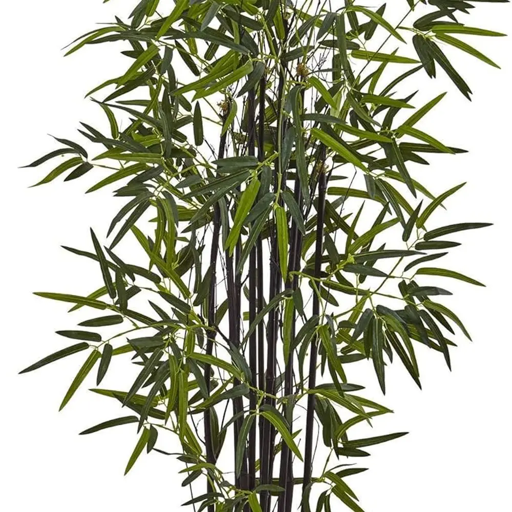 5-Foot Black Bamboo Plant in White Oval Pot
5-Foot Black Bamboo Plant in White Oval Pot