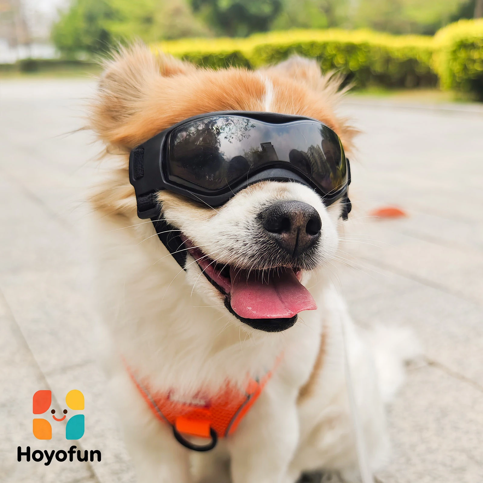 Small Breed Dog Goggles UV Protection Puppy Sunglasses Windproof Outdoor Riding Pet Eyewear
Small Breed Dog Goggles UV Protection Puppy Sunglasses Windproof Outdoor Riding Pet Eyewear