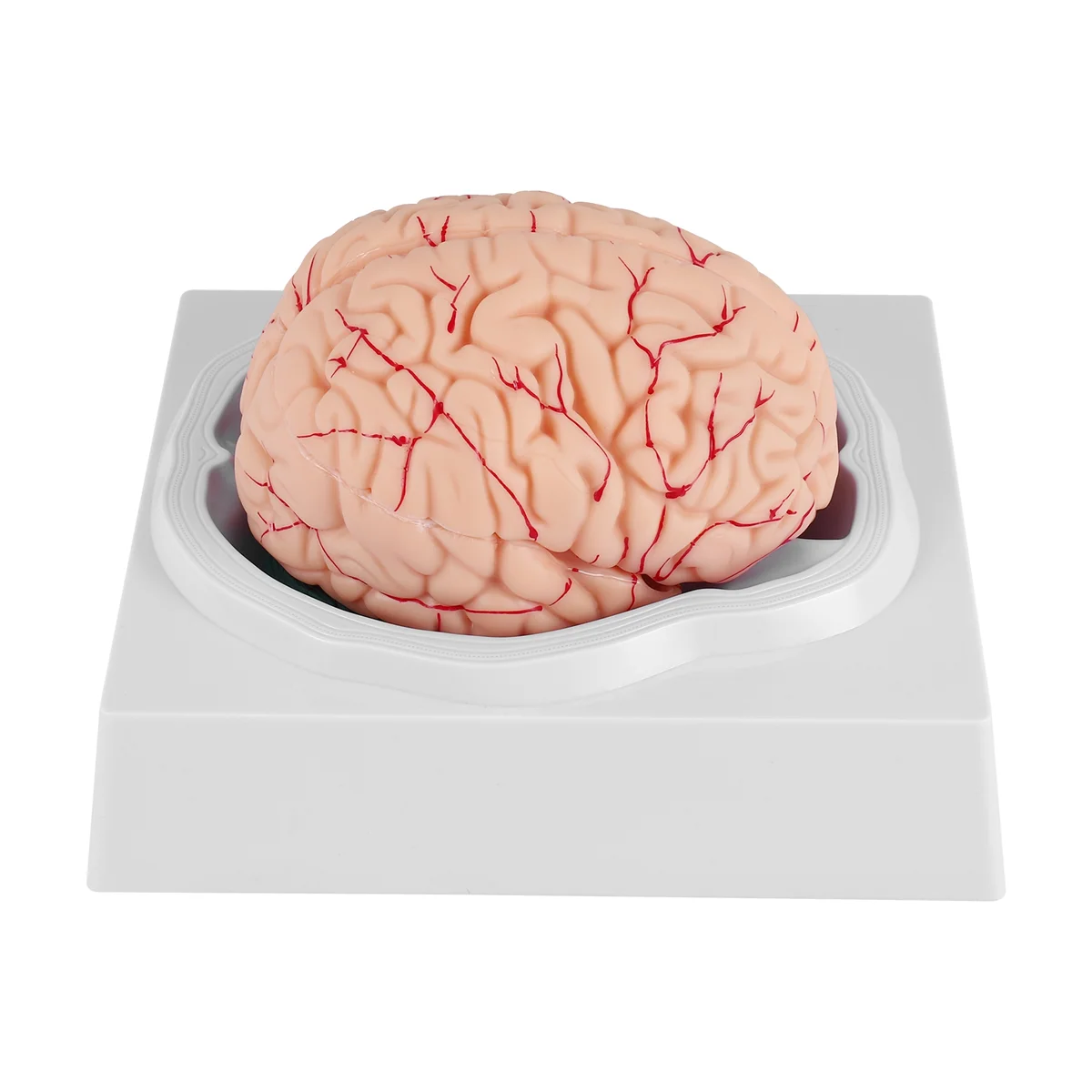 T35C Human Brain,Life Size Human Brain Anatomy Model with Display Base, for Science Classroom Study & Teaching Display B
T35C Human Brain,Life Size Human Brain Anatomy Model with Display Base, for Science Classroom Study & Teaching Display B