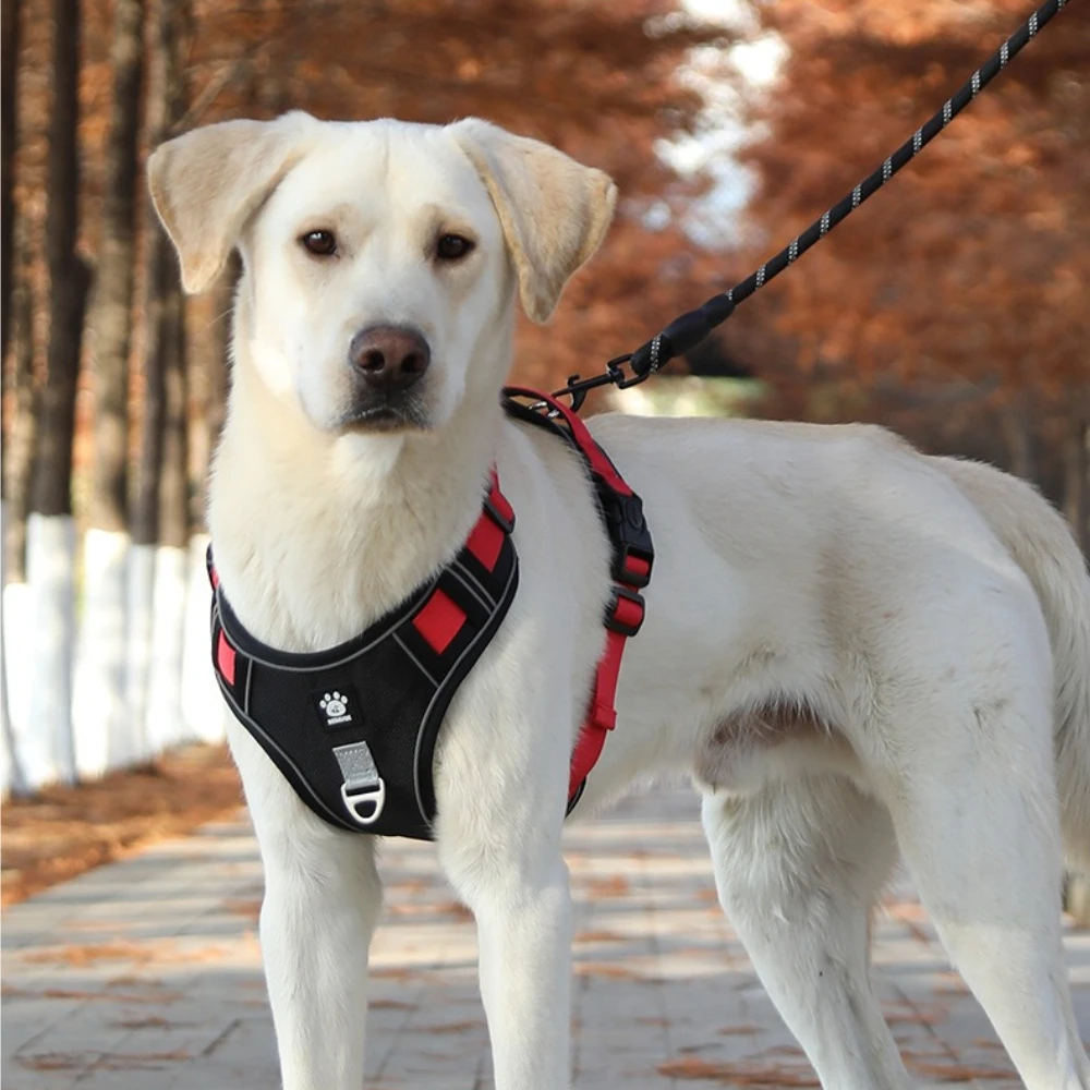 No-Pull Dog Vest Harness with Leash, Anti-Pull Pet Chest Strap, Walking Lead for Large Dogs, Golden Retriever, Labrador
No-Pull Dog Vest Harness with Leash, Anti-Pull Pet Chest Strap, Walking Lead for Large Dogs, Golden Retriever, Labrador