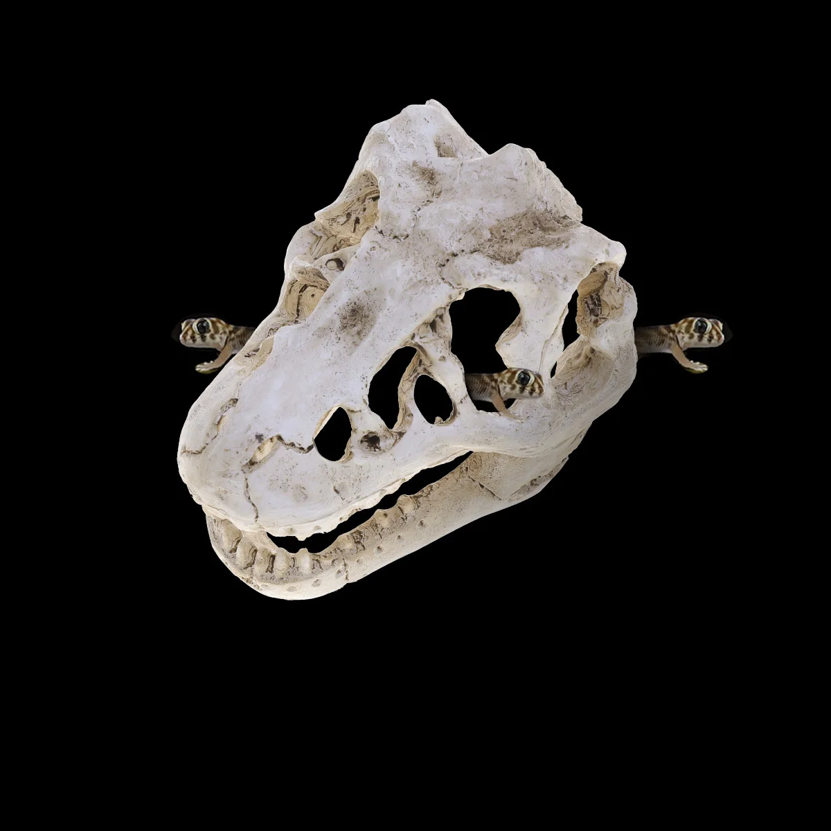 2Pcs Resin Terrarium Decor Skull Cave for Fish Tank Aquarium Decoration Reptile Hideout Smooth Safe Design Light Up Display
2Pcs Resin Terrarium Decor Skull Cave for Fish Tank Aquarium Decoration Reptile Hideout Smooth Safe Design Light Up Display