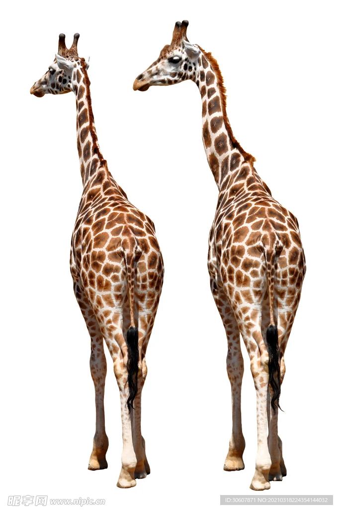 Амортизаторы для радиоуправляемых машин MJX 7303 7304 1/7 Rally, оригинальные заводские запчасти
Амортизаторы для радиоуправляемых машин MJX 7303 7304 1/7 Rally, оригинальные заводские запчасти