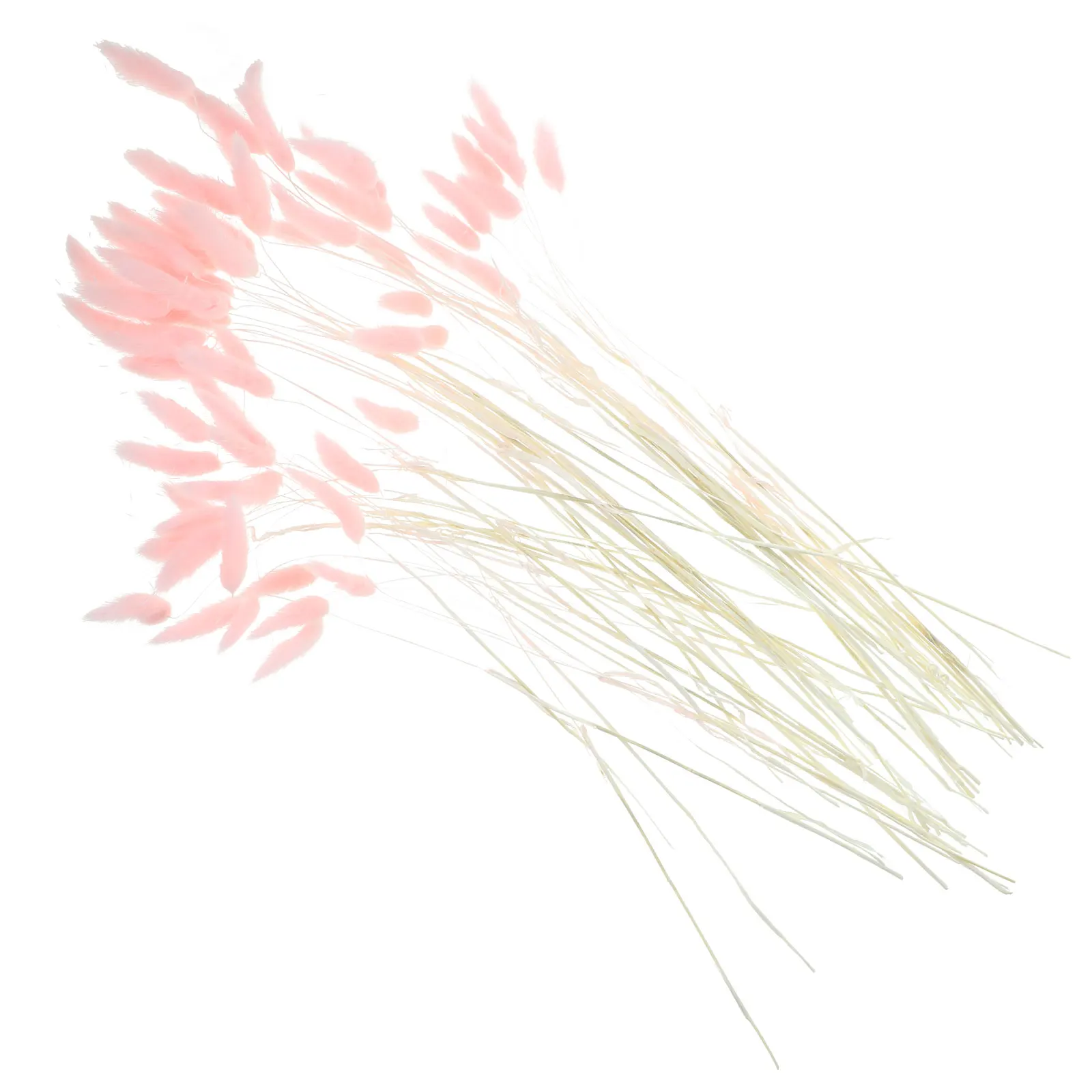 120 Pcs Dried Tail Grass Decorative Plant Natural Flowers Home Wedding Bouquet Photography Props Graduation
120 Pcs Dried Tail Grass Decorative Plant Natural Flowers Home Wedding Bouquet Photography Props Graduation