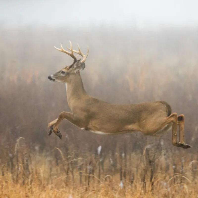 Сервопривод 80 кг RC 1/5, водонепроницаемый сервопривод с высоким крутящим моментом, 80 кг, 8,4 В, цифровой механизм с металлической шестерней для Redcat HPI Baja 5B SS
Сервопривод 80 кг RC 1/5, водонепроницаемый сервопривод с высоким крутящим моментом, 80 кг, 8,4 В, цифровой механизм с металлической шестерней для Redcat HPI Baja 5B SS