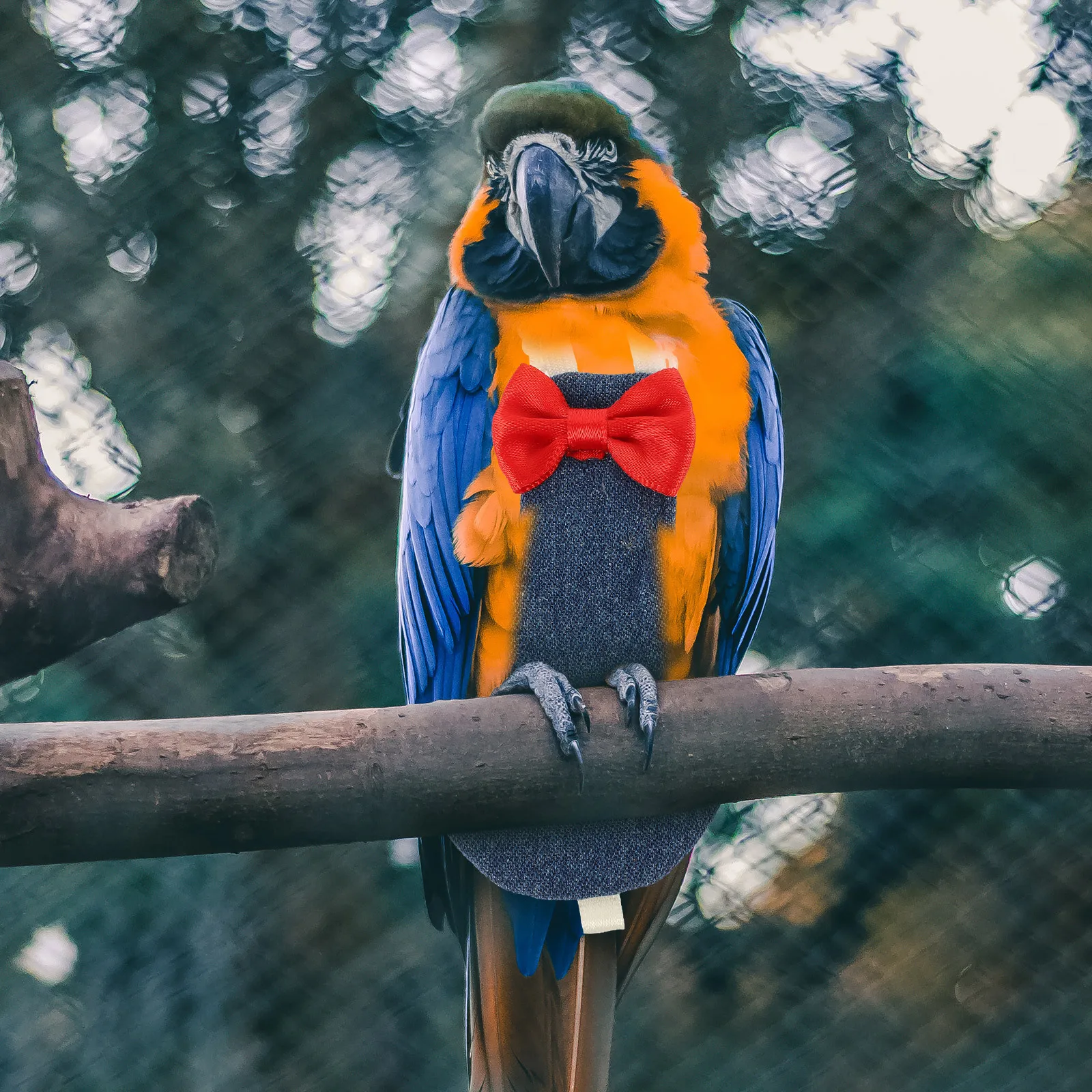 Parrot Diaper Harness Reusable Lightweight Flight Suit Adjustable For Small Birds Cockatiel Pigeon Parakeet
Parrot Diaper Harness Reusable Lightweight Flight Suit Adjustable For Small Birds Cockatiel Pigeon Parakeet