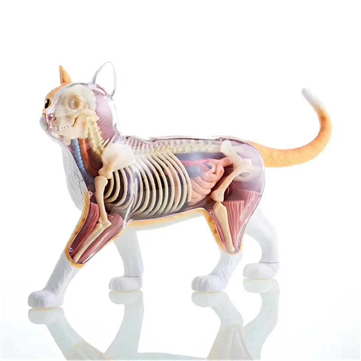 Animal Organ Anatomy Model 4D Cat Intelligence Assembling Toy Teaching Anatomy Model DIY Popular Science AppliancesHUG
Animal Organ Anatomy Model 4D Cat Intelligence Assembling Toy Teaching Anatomy Model DIY Popular Science AppliancesHUG