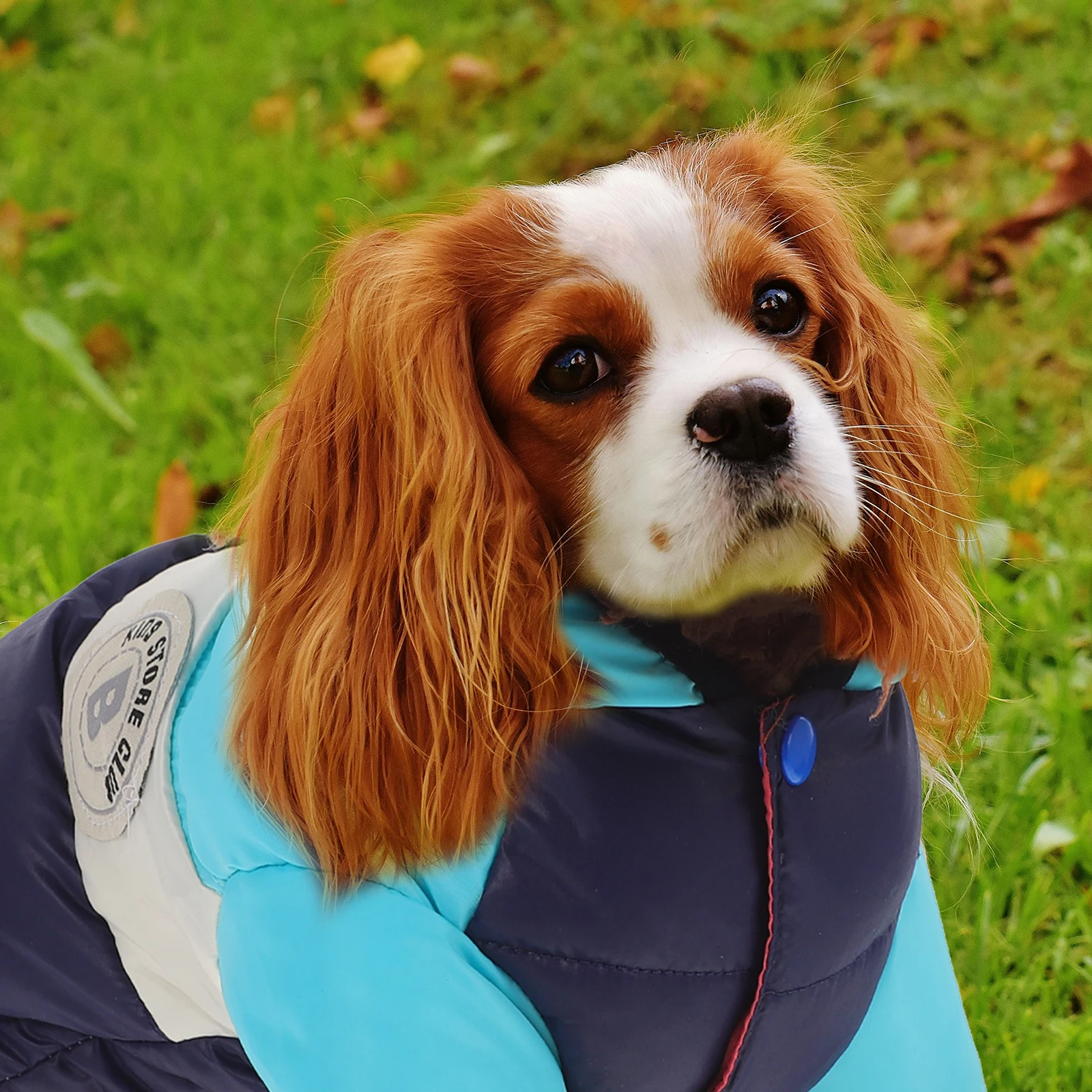 Pet Warm Cotton Vest Winter Clothes Puppy Costume Dog Supply Soft Comfortable Trendy Design Loose Fit Keeps Pet Fashionable Cozy
Pet Warm Cotton Vest Winter Clothes Puppy Costume Dog Supply Soft Comfortable Trendy Design Loose Fit Keeps Pet Fashionable Cozy