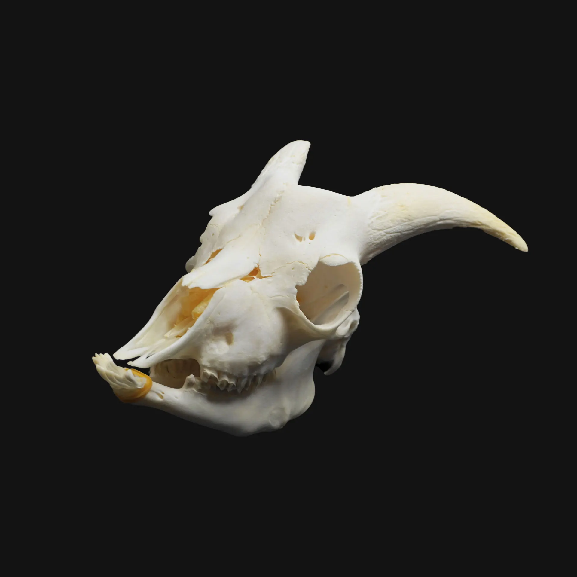 1/2/5/10 Pcs Real Animal Skull Goat Skull DIY Decorative Collectibles Educational Specimens Teaching Models Display Gifts
1/2/5/10 Pcs Real Animal Skull Goat Skull DIY Decorative Collectibles Educational Specimens Teaching Models Display Gifts