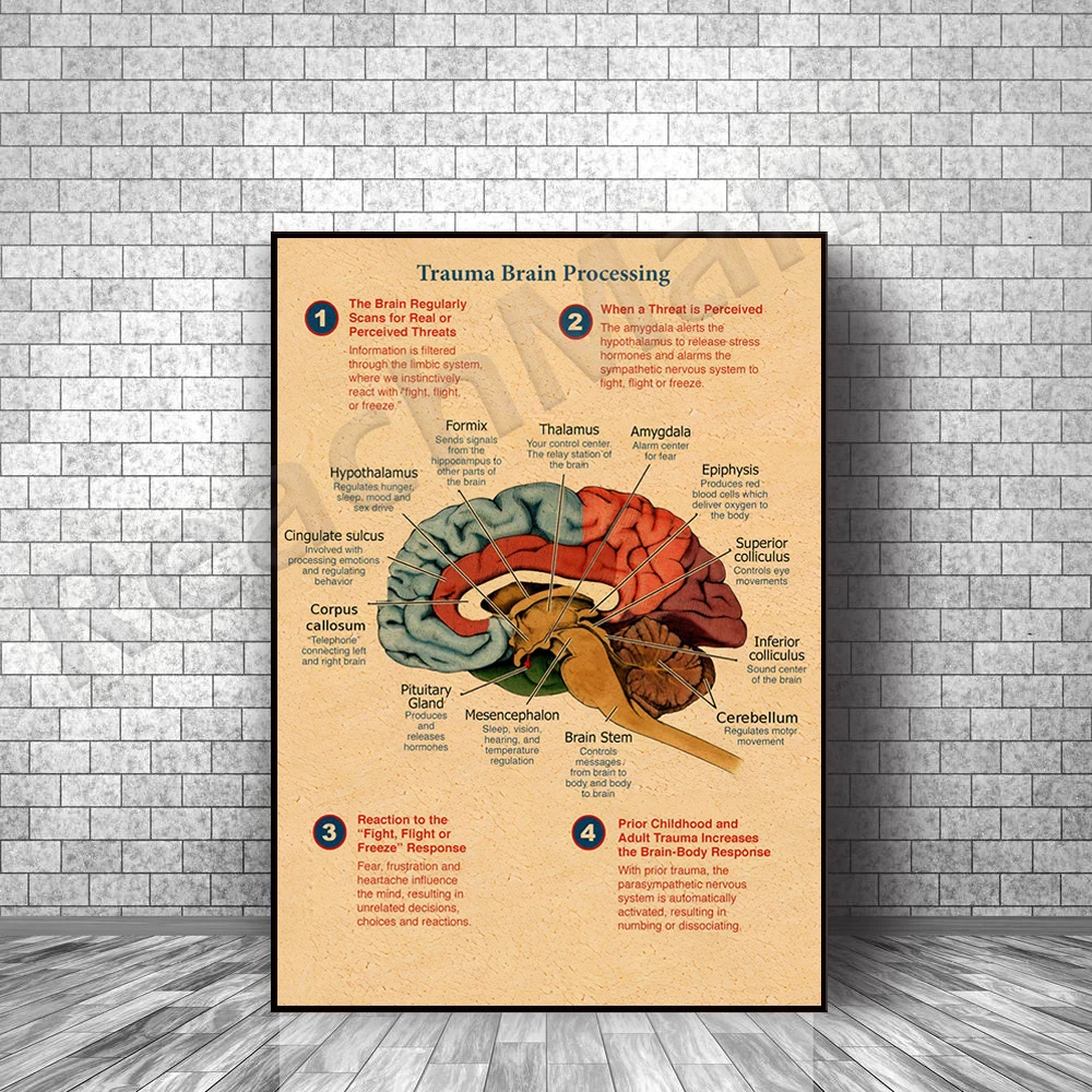 Traumatic brain processing vertical poster, brain anatomy wall art, therapist psychologist instruction wall decoration
Traumatic brain processing vertical poster, brain anatomy wall art, therapist psychologist instruction wall decoration