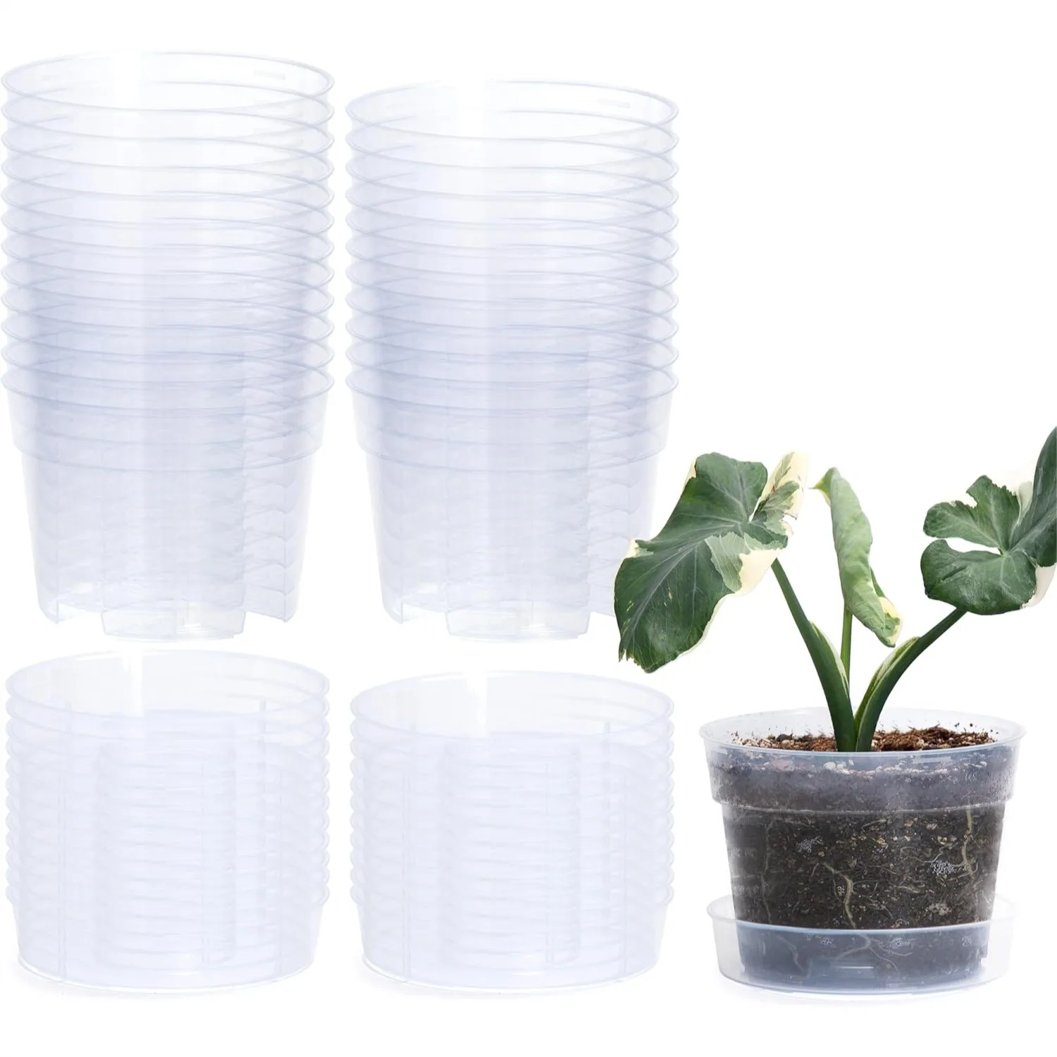 6 Inch Clear Plastic Plant Pot with Drainage Holes, Interlocking Detachable Tray, Durable BPA-Free, Set of 24
6 Inch Clear Plastic Plant Pot with Drainage Holes, Interlocking Detachable Tray, Durable BPA-Free, Set of 24