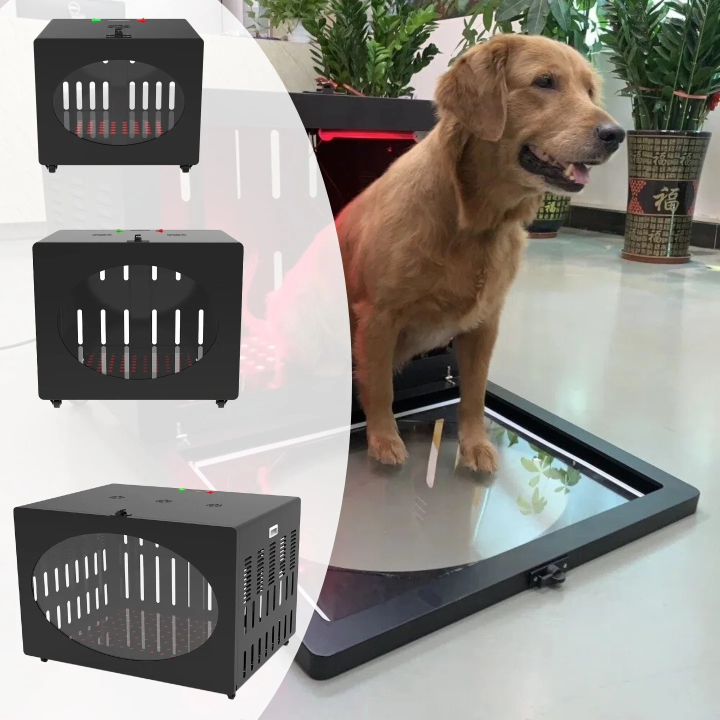 2026 New Customization Red Light Therapy Pain Management Device Infrared Therapy Device For Pet Dog Veterinary Clinic Hospital
2026 New Customization Red Light Therapy Pain Management Device Infrared Therapy Device For Pet Dog Veterinary Clinic Hospital