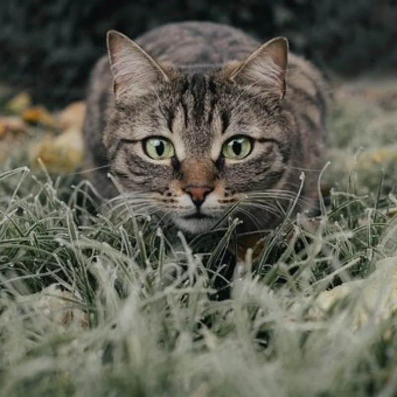 Умный велосипедный стоп-сигнал, задний USB-фонарь для езды на велосипеде, водонепроницаемый, безопасный для модернизации своими руками, WLtoys WPL, hsp, автомобильные фонари, фиксированные 
Умный велосипедный стоп-сигнал, задний USB-фонарь для езды на велосипеде, водонепроницаемый, безопасный для модернизации своими руками, WLtoys WPL, hsp, автомобильные фонари, фиксированные