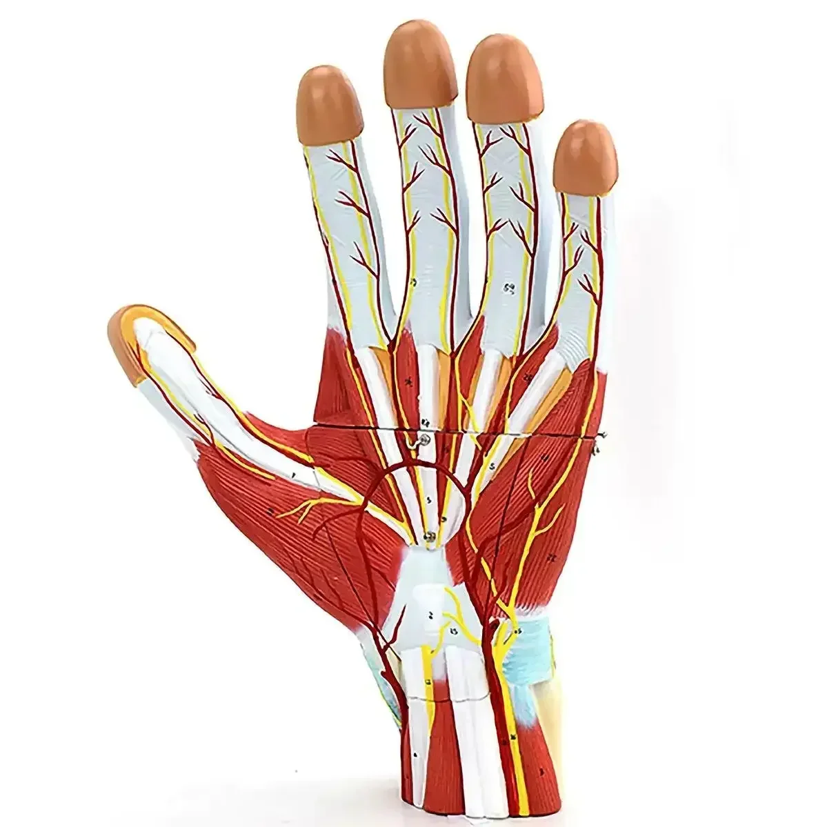 PVC 3 Parts Human Hand Anatomy Enlarged With Palmar Vascular Nerves Model Medical Anatomical Models Teaching
PVC 3 Parts Human Hand Anatomy Enlarged With Palmar Vascular Nerves Model Medical Anatomical Models Teaching
