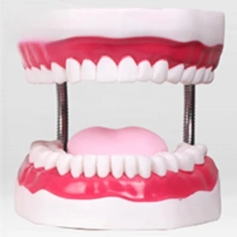 6X Life Size Dental Hygiene Model with Toothbrush
6X Life Size Dental Hygiene Model with Toothbrush