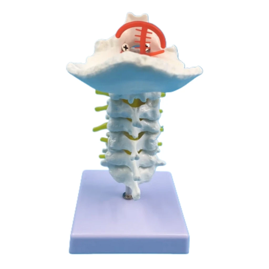 Медицинская наука Модель шейного отдела человека Колонна шейного отдела позвоночника с обучающей моделью артерии шеи для преподавания и обучения
Медицинская наука Модель шейного отдела человека Колонна шейного отдела позвоночника с обучающей моделью артерии шеи для преподавания и обучения