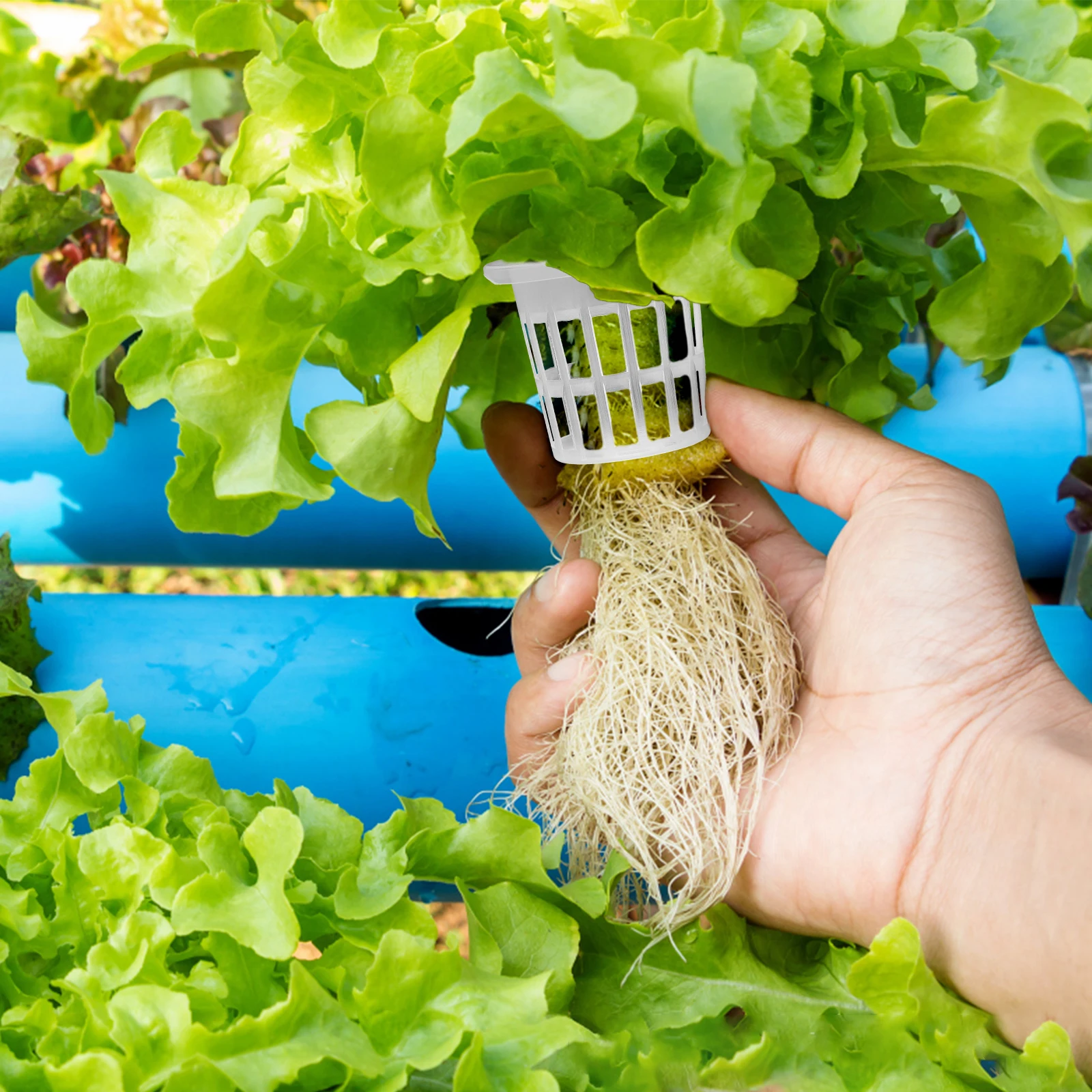 50 Pcs Planting Basket Plants Nursery Pot Cup Starter Pots for Block Hydroponic Baskets Plastic Planter Hydroponics
50 Pcs Planting Basket Plants Nursery Pot Cup Starter Pots for Block Hydroponic Baskets Plastic Planter Hydroponics