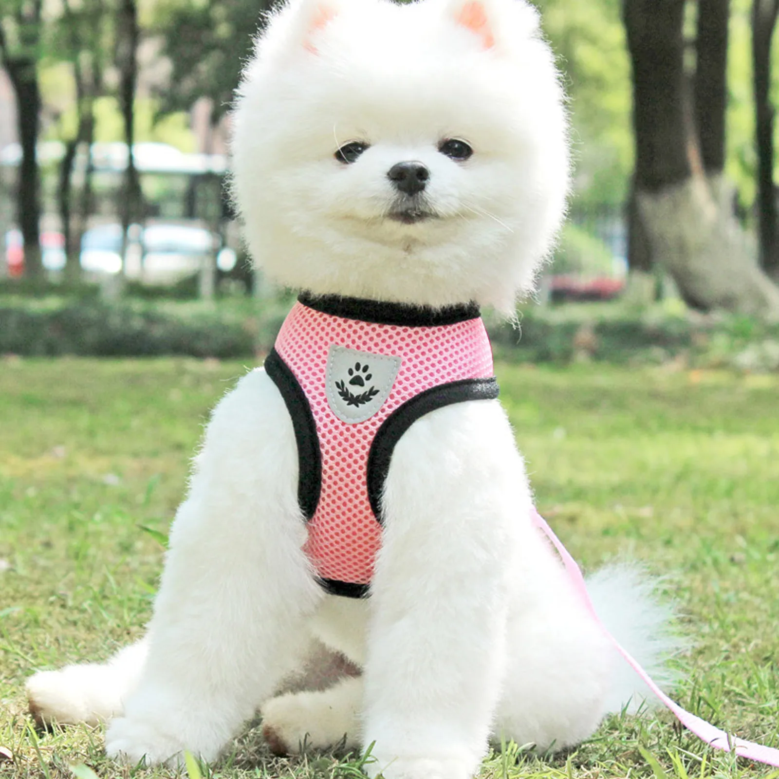 4 Pieces Harness Leash Set Small Medium Breathable Mesh Black Blue Green Pink M Dog Harness Size Pet Supplies Walking
4 Pieces Harness Leash Set Small Medium Breathable Mesh Black Blue Green Pink M Dog Harness Size Pet Supplies Walking