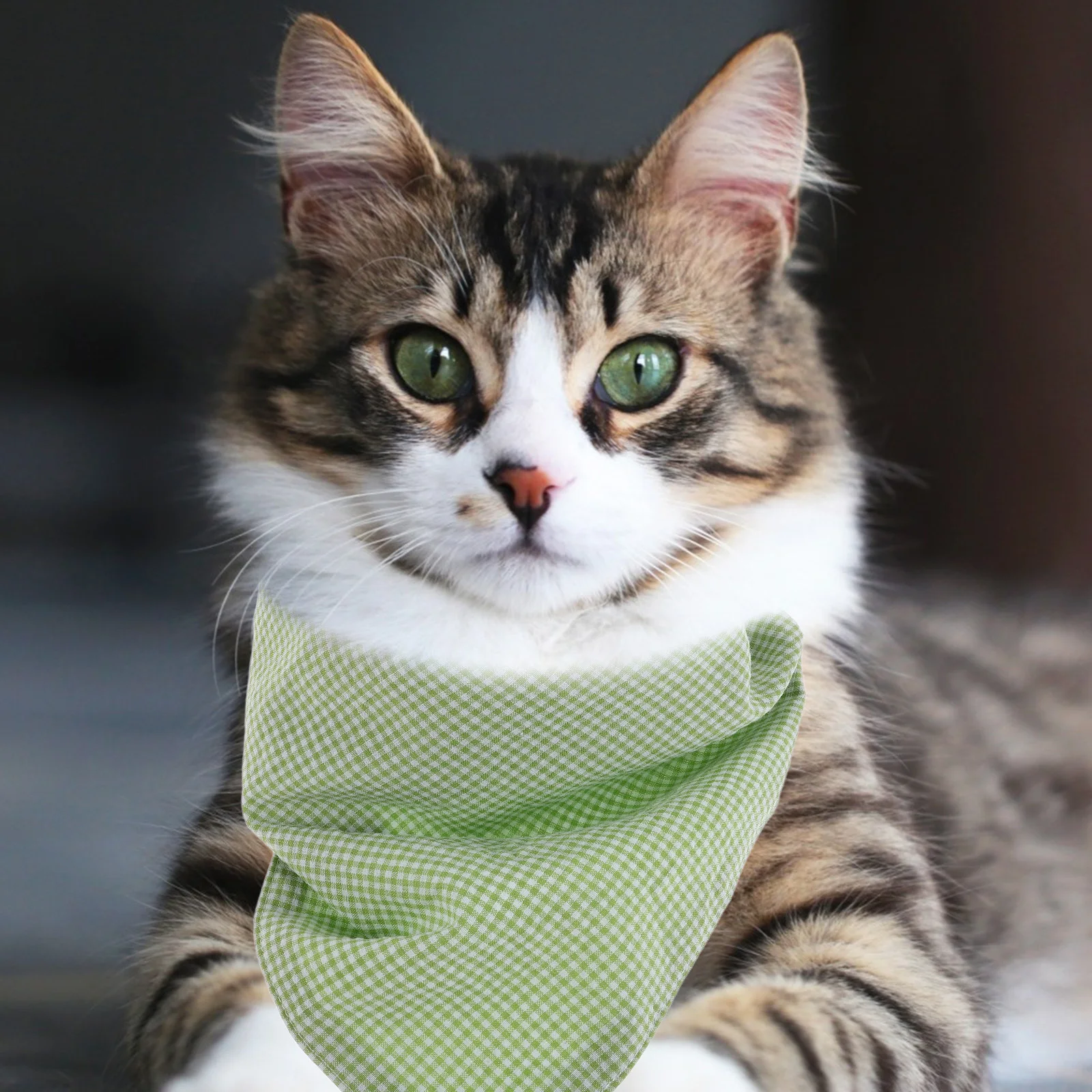 Pet Triangle Scarf Lightweight Dog Bandana For Small Medium Dogs Soft Washable Adjustable Bib Holiday Costume Accessory
Pet Triangle Scarf Lightweight Dog Bandana For Small Medium Dogs Soft Washable Adjustable Bib Holiday Costume Accessory