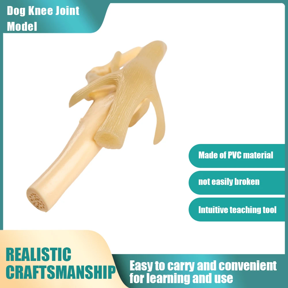 Canine Skeleton Model,Simulated PVC Dog Knee Joint with Bendable Ligament & Leg Bones,Veterinary Clinic Display for Pet Doctor
Canine Skeleton Model,Simulated PVC Dog Knee Joint with Bendable Ligament & Leg Bones,Veterinary Clinic Display for Pet Doctor