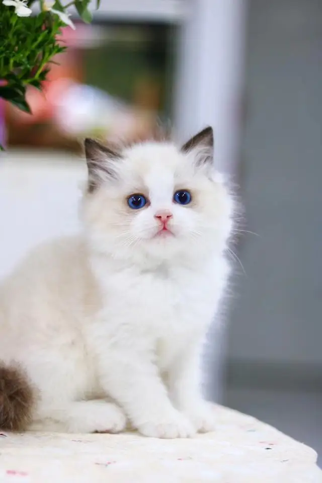 5/6 Speed Suitable for Volkswagen POLO6C 2015-2018 2016 2017 Shift Handball Polo Gear Head Gear Lever Gear Head Automotive Parts
5/6 Speed Suitable for Volkswagen POLO6C 2015-2018 2016 2017 Shift Handball Polo Gear Head Gear Lever Gear Head Automotive Parts