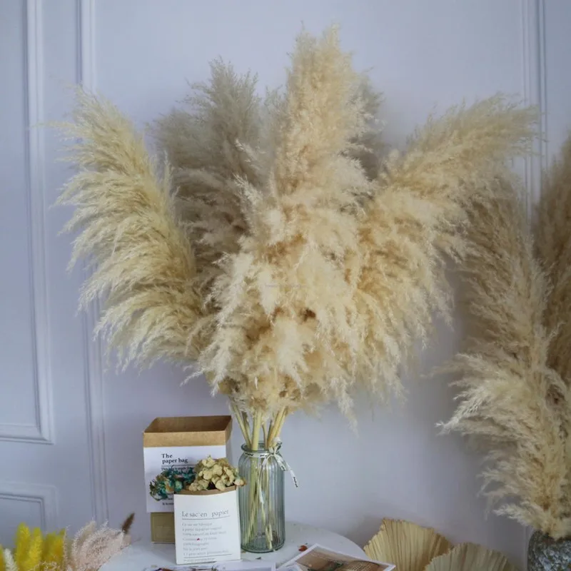Wholesale Boho Wedding Decor 80cm Large Plume Dry Fluffy Pampas Grass Natural Real Preserved Flower Fleur Sechees Mariage
Wholesale Boho Wedding Decor 80cm Large Plume Dry Fluffy Pampas Grass Natural Real Preserved Flower Fleur Sechees Mariage